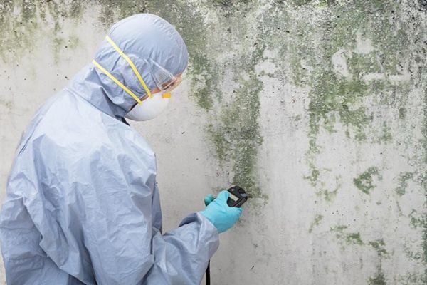 mold inspection